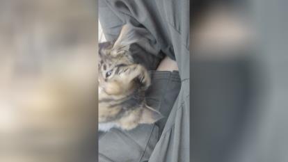 پوستر گربه_ابگوشتی