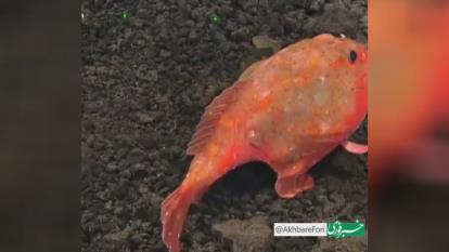 پوستر ماهی در کف اقیانوس ارام راه میرود