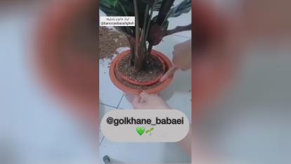 چطور گلدونم رو عوض کنم