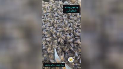 پوستر تا بحال آغوش مرگ رو شننیدین