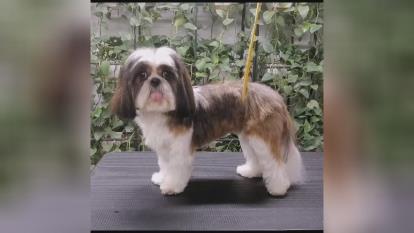 پوستر گرومینگ حیوانات خانگی