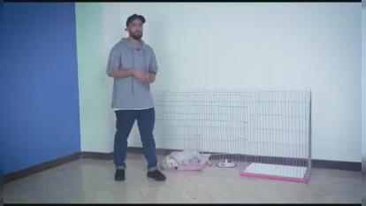 پوستر آموزش دستشویی به سگ