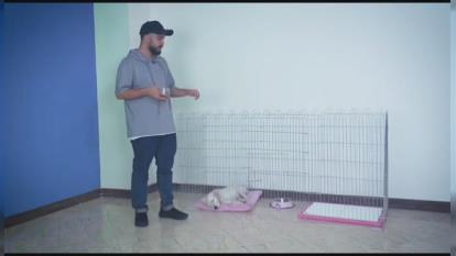 پوستر آموزش دستشویی به سگ