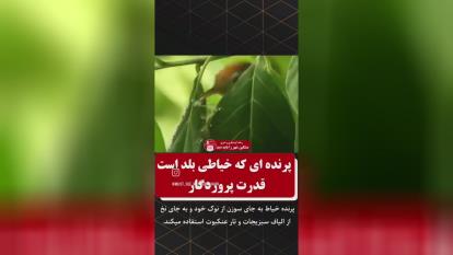 پوستر پرنده خیاط