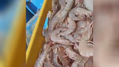 پوستر آنلاین ماهی و میگو