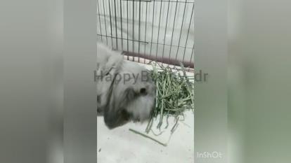پوستر علوفه جوندگان