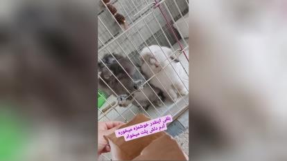 پوستر غذای خرگوش
