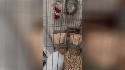 پوستر غذای خرگوش