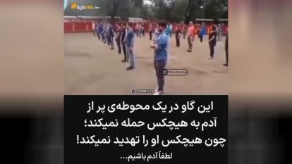 گاوبازی