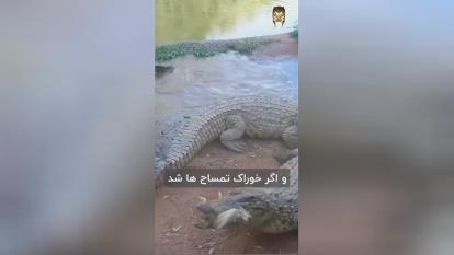 پوستر زنم هلم داد