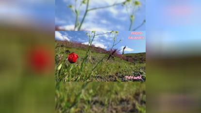 مجله روستای کلاته آهن/// طبیعت زیبای بهار