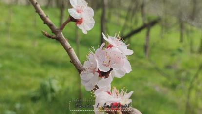 مجله روستای کلاته آهن///طبیعت بهار1403