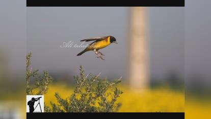 پوستر نمونه تصاویری از حیات وحش ایران