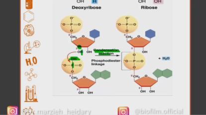 پوستر پیوند فسفو دی استر در اسیدهای نوکلئیک