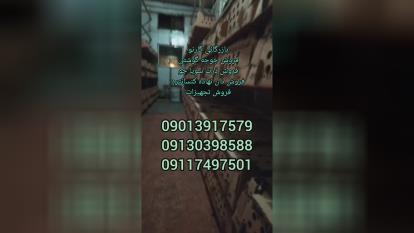 بازرگانی گارنو خرید فروش قیمت جوجه گوشتی راس پلاس کاب آرین و جوجه های وارداتی و 