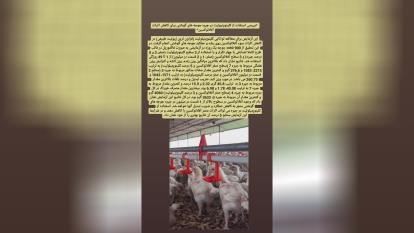 بازرگانی گارنو خرید فروش قیمت جوجه گوشتی راس پلاس کاب آرین و جوجه های وارداتی و 