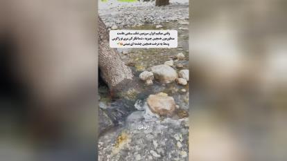 بودن چشمه ای در دل درخت