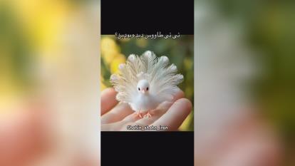 پوستر نی نی طاووس سفید برفی