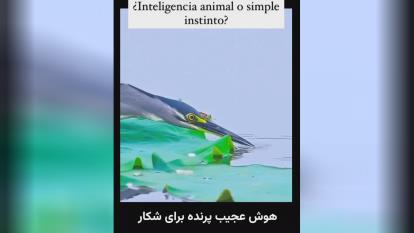 پوستر هوش عجیب پرنده برای شکار