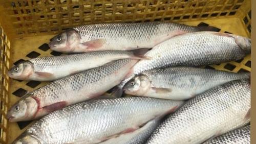 ماهی سرای قربانی 