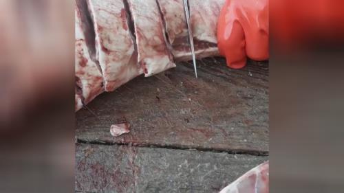 ماهی سرای قربانی 