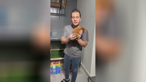 🐶نژاد: پودل 🐶تیپ تاینی پودل 🐕کیفیت: عالی ویژگی : وارداتی از روسیه تیپ تاینی پودل رنگ دارک رد و رد موجوده سایز صفر و تیکاپ، تراکم مو بالا ،همراه با پاسپورت روسیه 🚌🚌ارسال زمینی و هوایی✈️✈️به سراسر ایران 💎قیمت سگ پودل بزرگترین وارد کننده و تخصصی ترین تولید کننده سگ نژاد پودل در ایران برای اطلاعات بیشتر قیمت سگ پودل رو در گوگل سرچ کنید