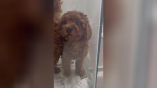 وقتی صحبت از کیفیت میشه منظور اینه رنگ موج وفر موها سایز اصالت فرم گوش فرم پوزه استایل بدون خال غلط خیلی از مردم عادی اطلاعاتی در مورد چگونگی تشخیص پودل اصیل از میکس پودل رو ندارند و کلاه سرشون میره و فقط بخاطر قیمت پایینتر میرن خرید میکنن بعدا متوجه میشن که آنچه به اسم پودل خریدند چیز دیگری شده پودل ها تنها نژادی هستند که به هیچ عنوان ریزش مو ندارند اما وقتی میگه همینو جای دیگه خیلی ارزونتر میدن از ۴ ماهگی موهاش شروع به ریزش میکنه😂 و وزنش و سایزش به طور نا معقول رشد میکنه این یکی از تفاوتهای اصالت هست 📍سعادت آباد سرو غربی📍 🐶نژاد: پودل 🚌🚌ارسال زمینی و هوایی✈️✈️به سراسر ایران 💎قیمت سگ پودل بزرگترین وارد کننده و تخصصی ترین تولید کننده سگ نژاد پودل در ایران برای اطلاعات بیشتر قیمت سگ پودل رو در گوگل سرچ کنید