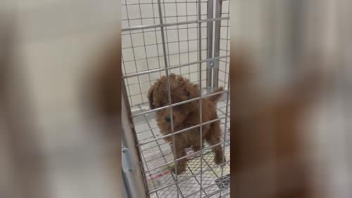 یه کاسه تاینی پودل لطفا 😂🍴 🐶نژاد: پودل 🐶تیپ تینی پودل 🚌🚌ارسال زمینی و هوایی✈️✈️به سراسر ایران 💎قیمت سگ پودل بزرگترین وارد کننده و تخصصی ترین تولید کننده سگ نژاد پودل در ایران برای اطلاعات بیشتر قیمت سگ پودل رو در گوگل سرچ کنید