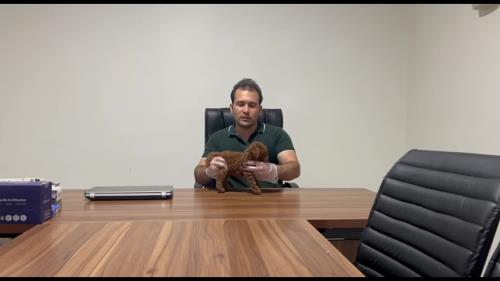 اگر میخوای پودل بگیری حتما این ویدئو رو در قیمت سگ پودل ببین ❌توضیح مختصر در مورد نژاد زیبای پودل ❌ پودل ها دومین سگ باهوش جهان هستند تقریبا ریزش موی این نژاد صفر است و ریزش مو ندارد به انسان آلرژی نمیدهد و از نظر ما پودل تینی و توی مناسب ترین نژاد برای نگهداری در آپارتمان است پودل ها در چهار تیپ موجود هستند که این تیپ ها بر اساس سایز و وزن این سگ همه چیز تمام نامگذاری شده محبوب ترین رنگ پودل ها رنگ رد و دارک رد میباشد پودل استاندارد بزرگترین سایز پودل هست که وزنی تقریبا بین ۱۸ تا ۲۵ کیلو گرم دارند پودل مینیاتور که غالبا وزنی بین ۷ تا ۱۰ کیلوگرم دارند توی پودل که وزنی بین ۳تا ۵ کیلوگرم را دارند و تینی پودل که وزن ان بین ۲ تا ۳.۵ کیلو گرم رادارند که این تیپ در ایران بسیار کمیاب است اما مجموعه ی قیمت سگپودل این تیپ را از طریق پرورش دهنده های روسی وارد ایران میکند و همیشه موجود دارد قیمت سگ پودل تینی پودل ها قیمتی بین ۴۵ میلیون تا ۵۵ میلیون دارند