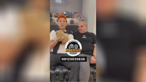 قیمت سگ پودل 
