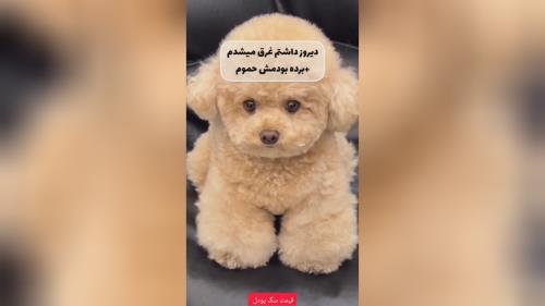 قیمت سگ پودل 