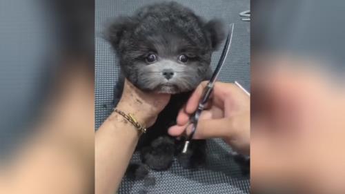 پیرایش سگ پودل در قیمت سگ پودل