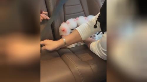 رانندگی با سگ در قیمت سگ پودل