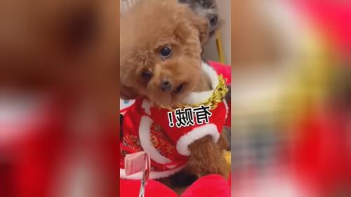 جذابیتهای سگ پودل در قیمت سگ پودل