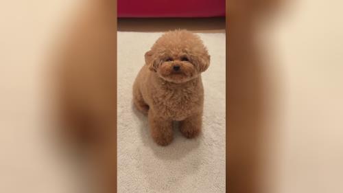 تقلید صدا توسط سگ پودل در جذابیتهای قیمت سگ پودل