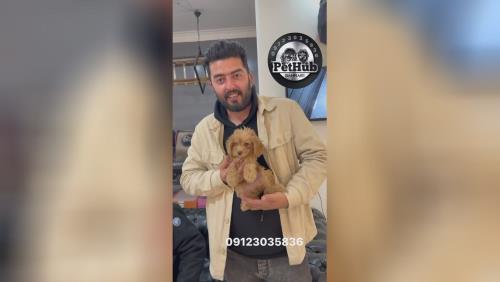 رضایت مشتری از قیمت سگ پودل😍 📍سعادت آباد سرو غربی📍 💎پت هاب بزرگترین وارد کننده و تخصصی ترین تولید کننده سگ نژاد پامرانین در ایران برای اطلاعات بیشتر و دریافت لوکیشن با شماره زیر تماس بگیرید💎 09123035836 ⭐️صحرایی 👉 09124284780 09305629393