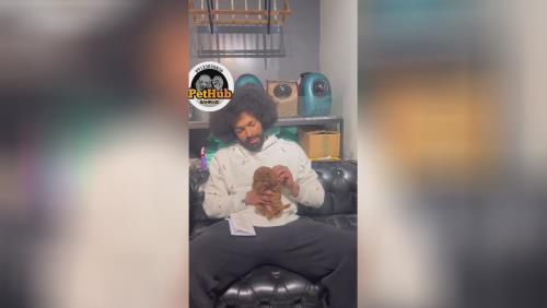 قیمت سگ پودل 