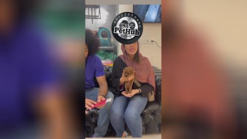 رضایت مشتری از قیمت سگ پودل