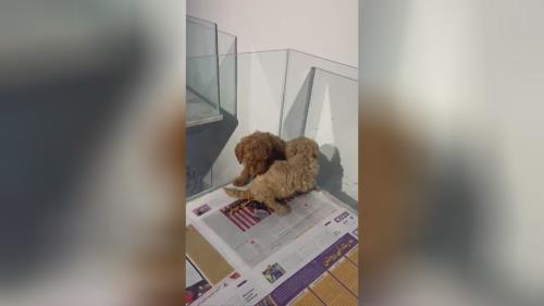 توی پودل اپریکات و دارک رد در قیمت سگ پودل