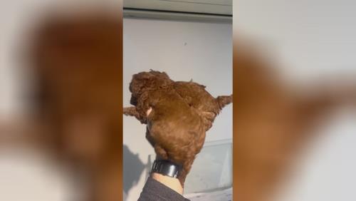 قیمت سگ پودل 