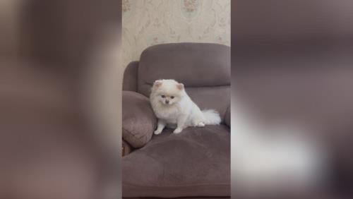 خرید پامرانین خرسی 