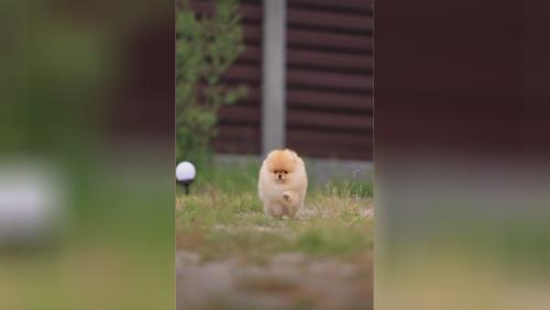 خرید پامرانین خرسی 