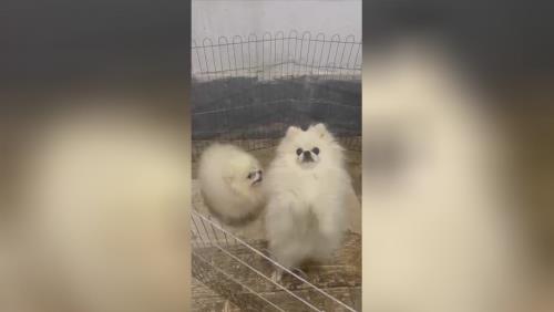 خرید پامرانین خرسی 