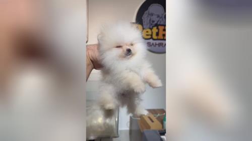 خرید پامرانین خرسی 