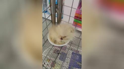 خرید پامرانین خرسی 