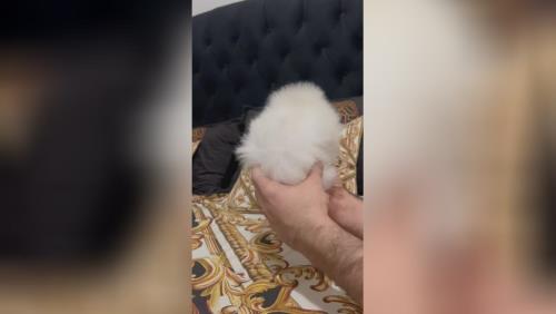 خرید پامرانین خرسی 