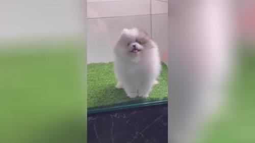 خرید پامرانین خرسی 