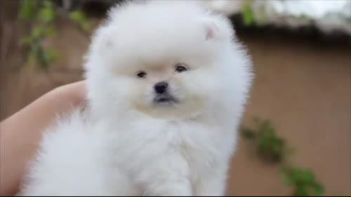 خرید پامرانین خرسی 