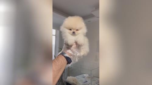 خرید پامرانین خرسی 