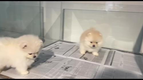 خرید پامرانین خرسی 